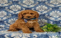 Cockapoo dogs for sale: Fitzgerald - Image 7