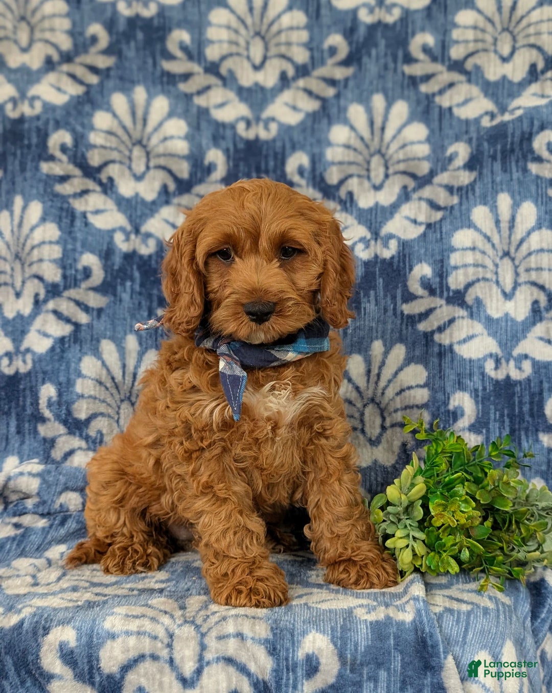 Cockapoo dogs for sale: Fitzgerald - Image 7