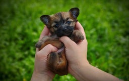 Morkie dogs for sale: Rare Gold Sable Firefly - Image 18