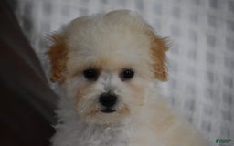 Miniature Poodle dogs for sale: Tammy - Image 3