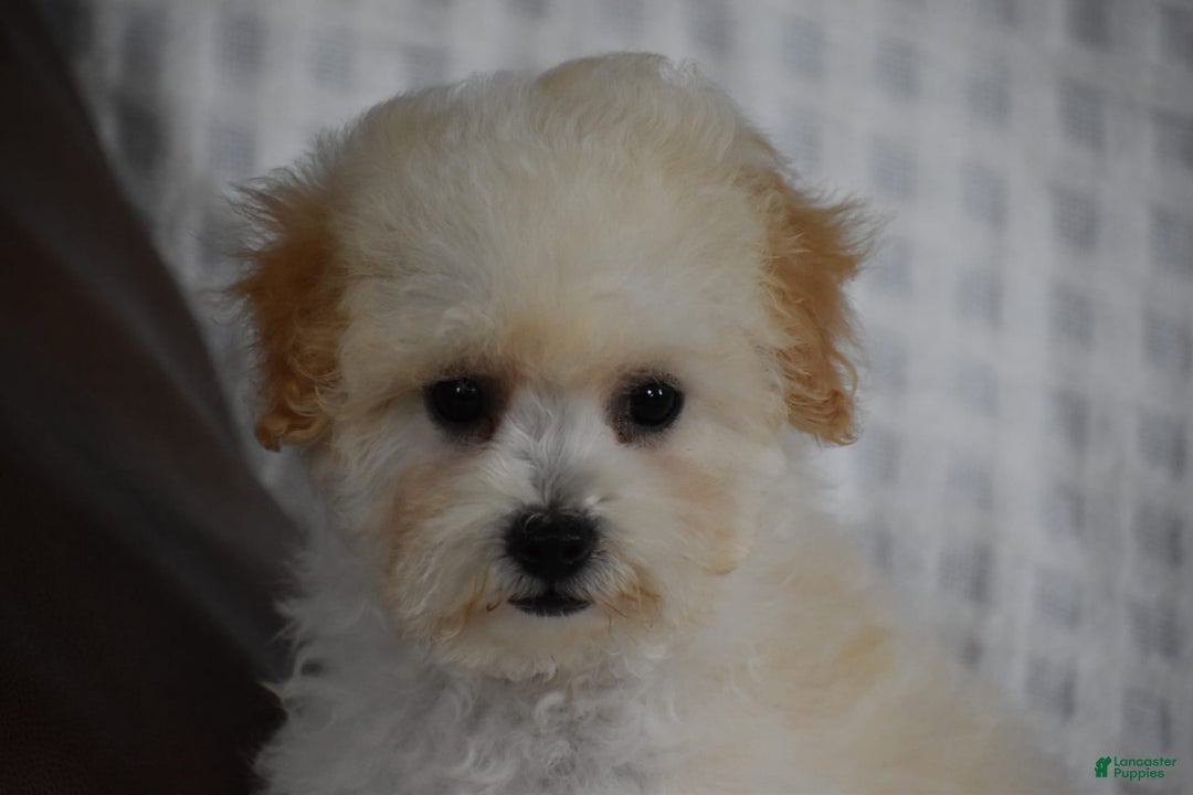 Miniature Poodle dogs for sale: Tammy - Image 3