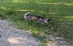 Alaskan Klee Kai dogs for sale: Aria - Image 2