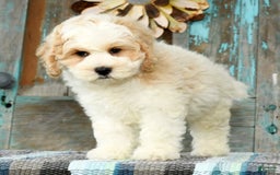 Cavapoo dogs for sale: Brady - Image 4