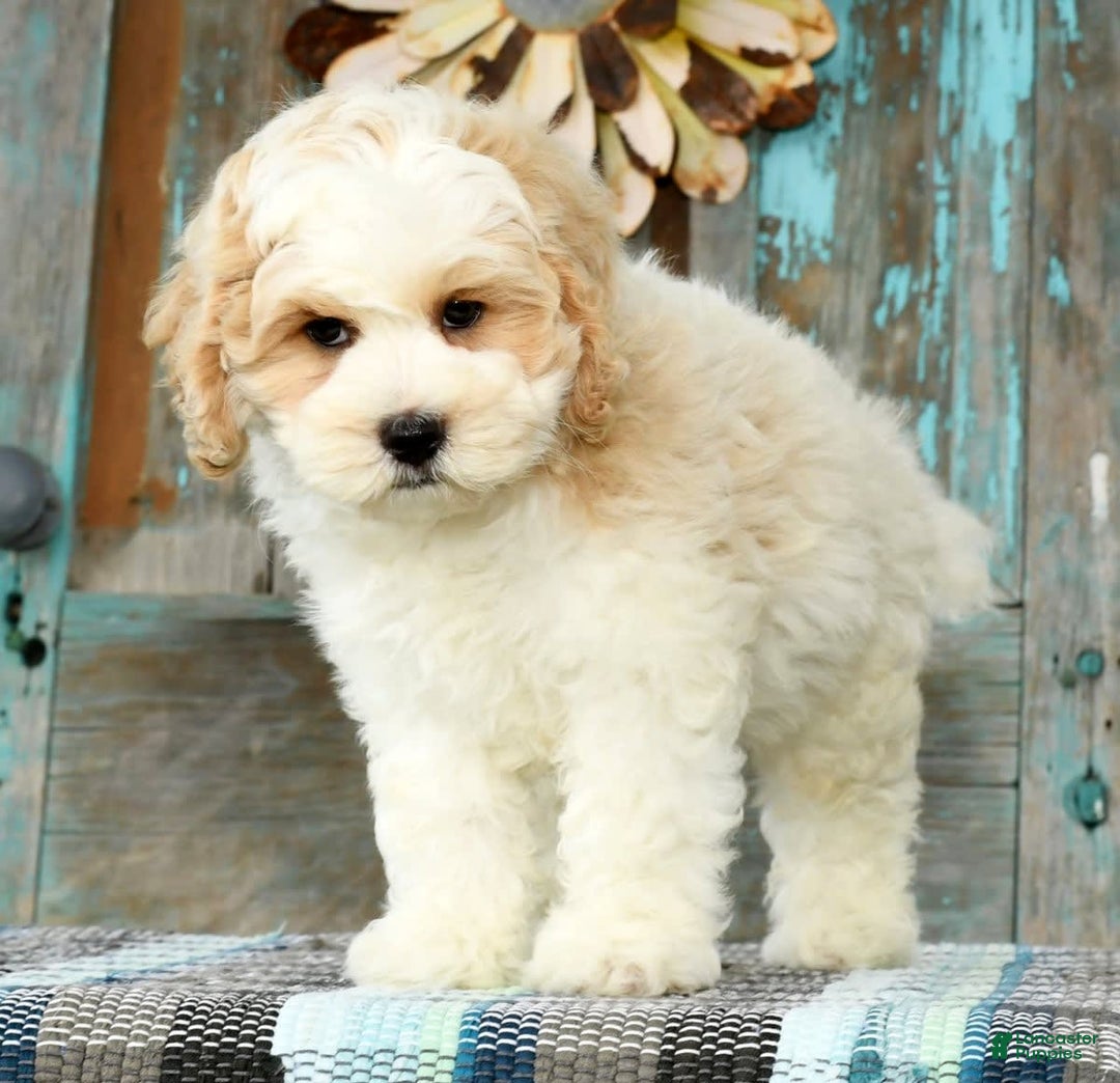 Cavapoo dogs for sale: Brady - Image 4