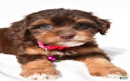 Cavapoo dogs for sale: Blossom - Image 5
