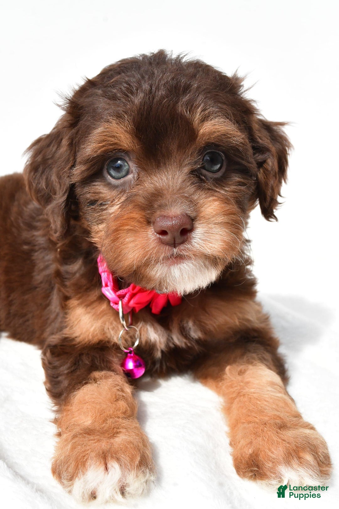 Cavapoo dogs for sale: Blossom - Image 5