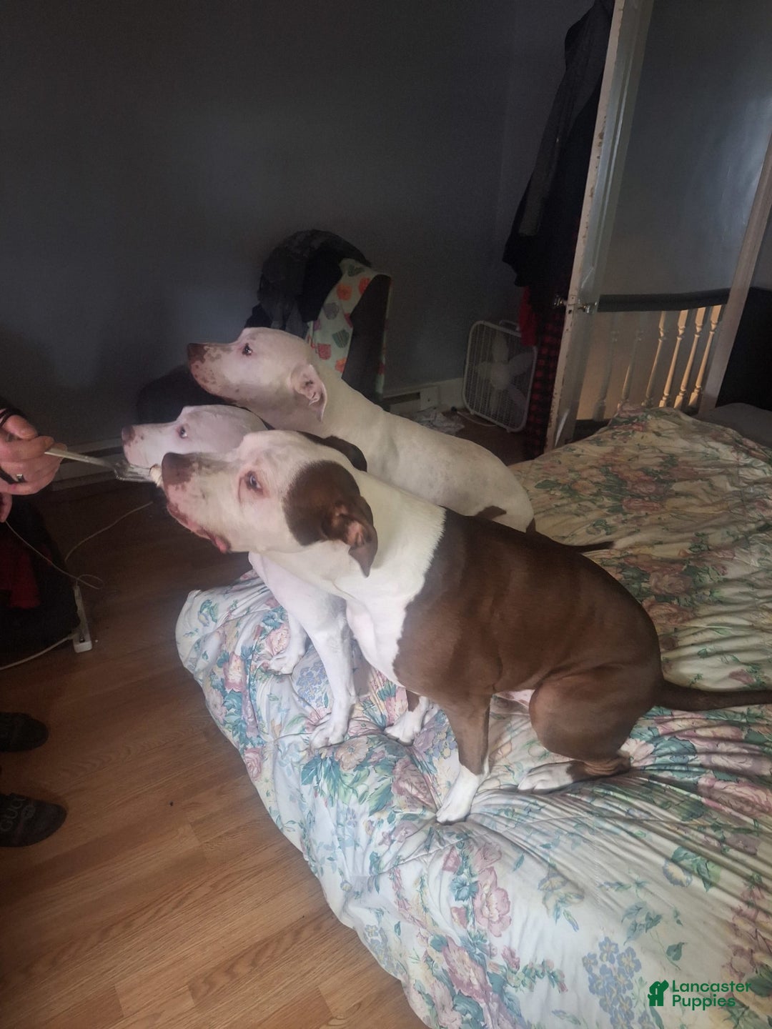 American Staffordshire Terrier dogs for sale: Olive - Image 4
