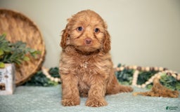 Mini Goldendoodle dogs for sale: Sophie - Image 2