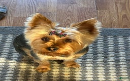 Yorkshire Terrier dogs for sale: Big Blue - Image 5