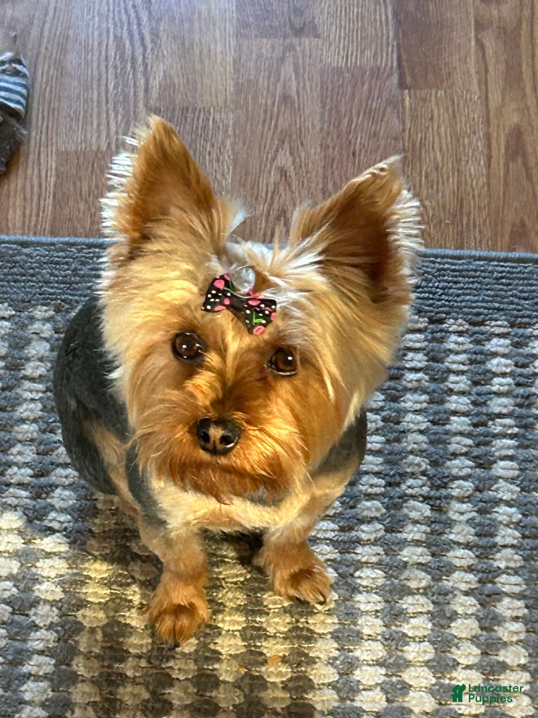 Yorkshire Terrier dogs for sale: Big Blue - Image 5