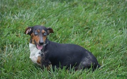 Dachshund dogs for sale: Willow - Image 14