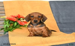 Miniature Dachshund dogs for sale: Patrick - Image 13