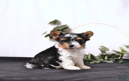 Biewer Terrier dogs for sale: Ace Extra Small - Image 5