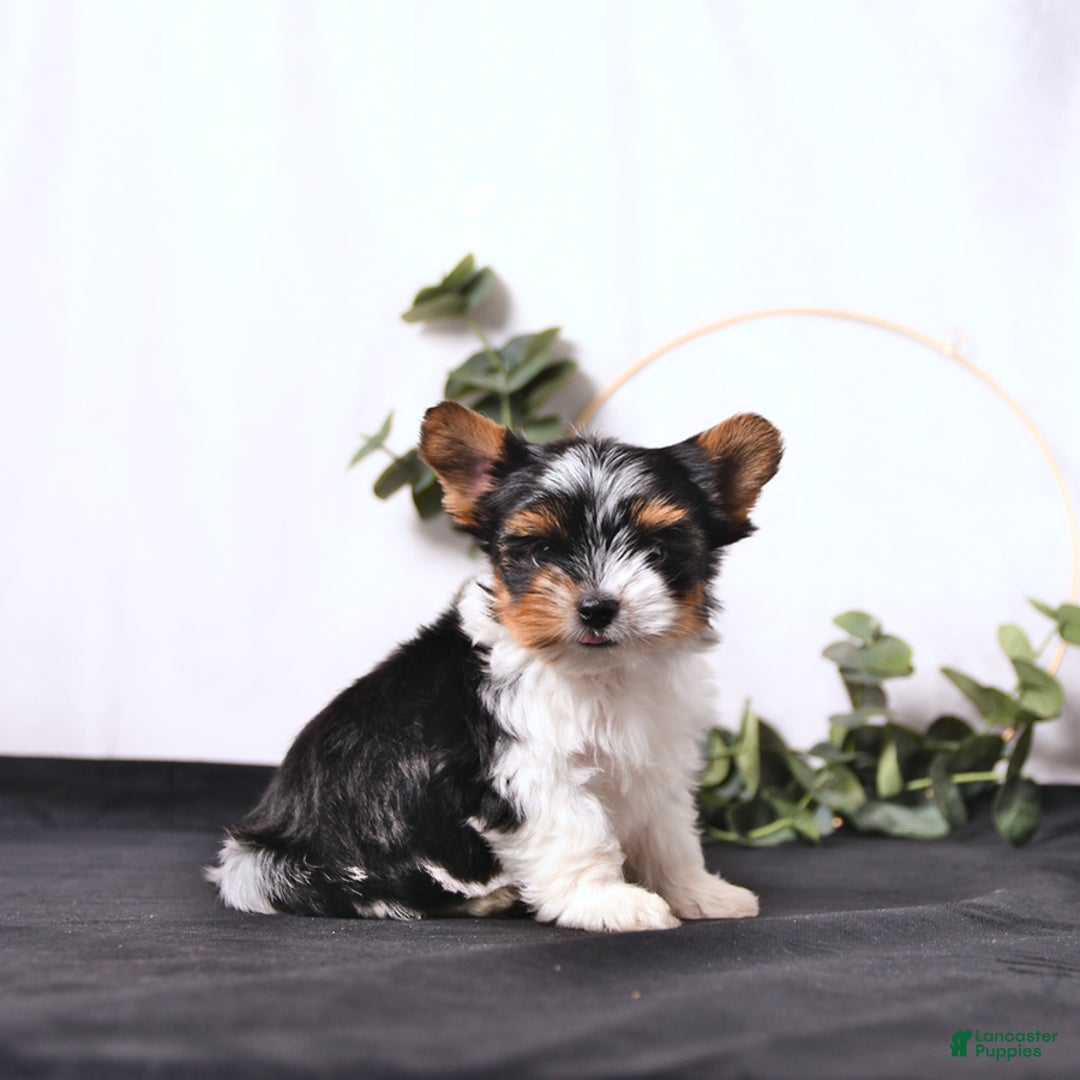 Biewer Terrier dogs for sale: Ace Extra Small - Image 5
