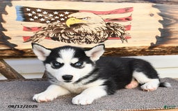Siberian Husky dogs for sale: Raylee - Image 4