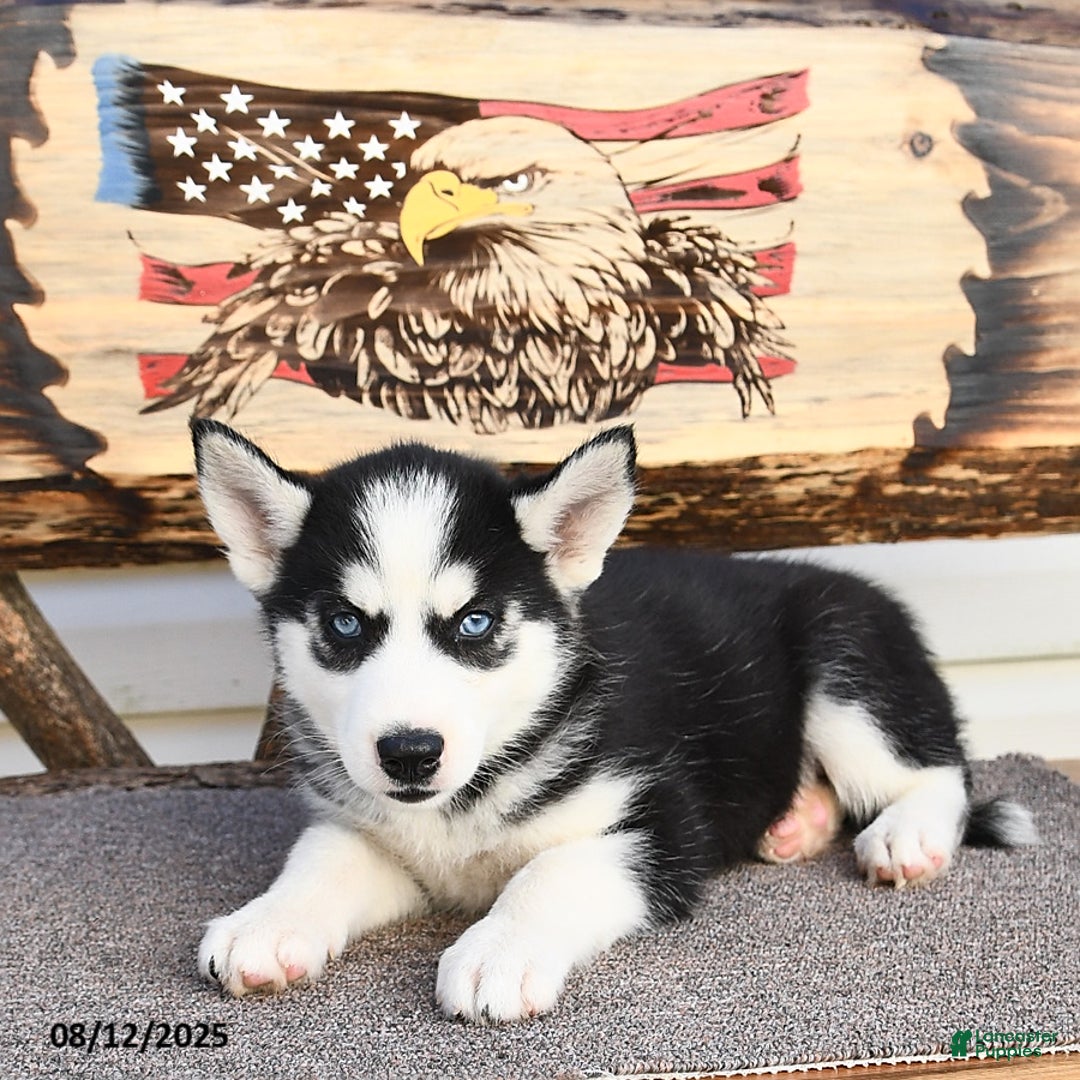 Siberian Husky dogs for sale: Raylee - Image 4