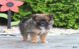 Pomeranian dogs for sale: Pomeranian 5 puppies - Image 6