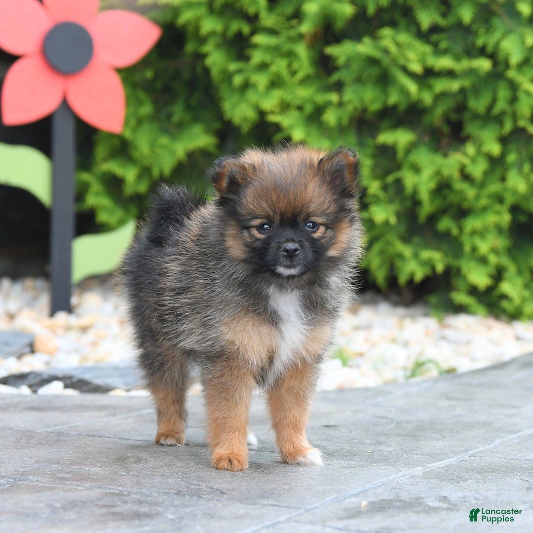 Pomeranian dogs for sale: Pomeranian 5 puppies - Image 6