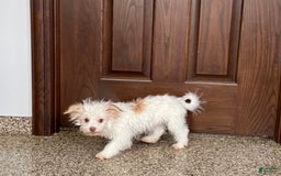 Havanese dogs for sale: Donnie - Image 4