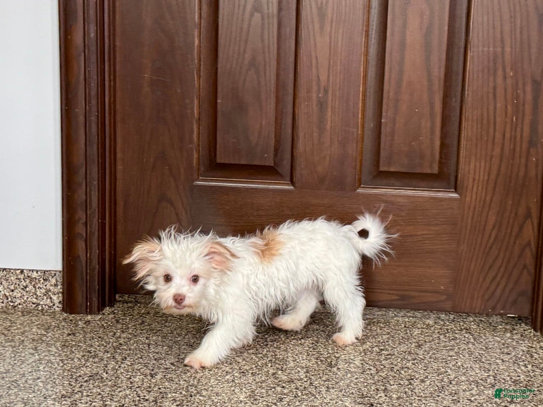 Havanese dogs for sale: Donnie - Image 4