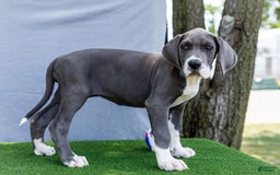 Great Dane dogs for sale: Karen - Image 6