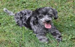 Havapoo dogs for sale: Poppy - Image 1