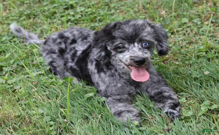 Havapoo dogs for sale - Ad 5