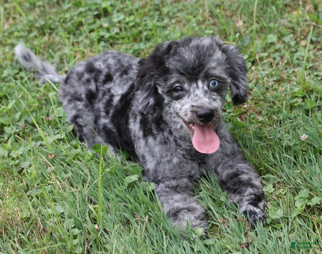 Havapoo dogs for sale: Poppy - Image 1