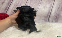 Shih Tzu dogs for sale: Tootles - Image 2