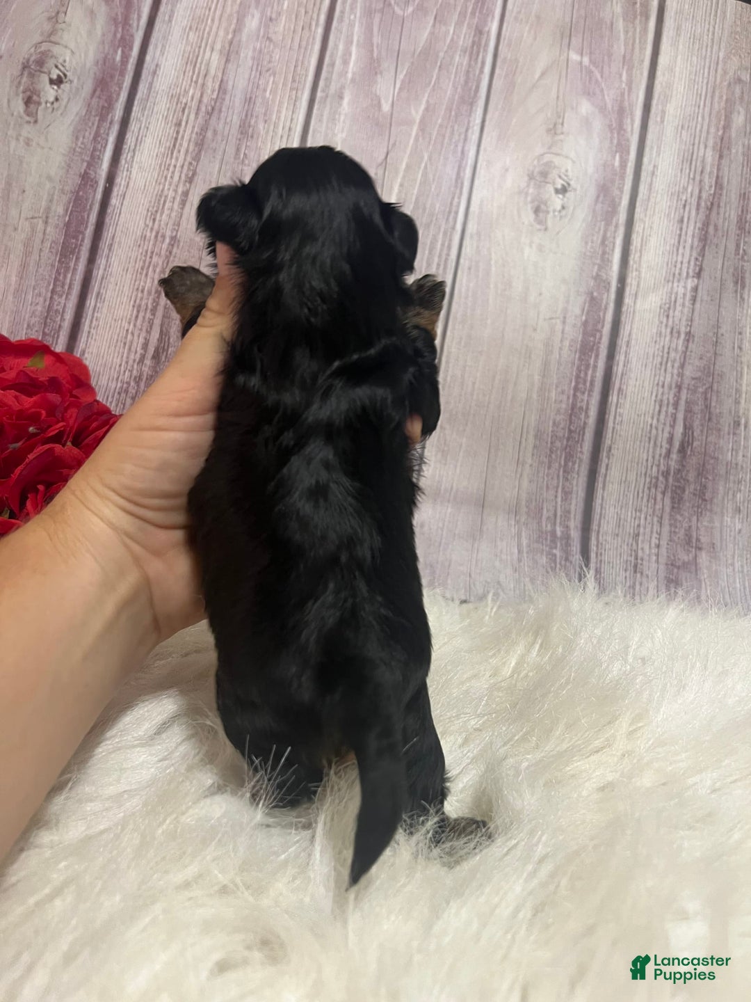 Shih Tzu dogs for sale: Tootles - Image 2