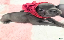 French Bulldog dogs for sale: Rosie - Image 1