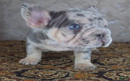 French Bulldog dogs for sale: Tae - Image 7