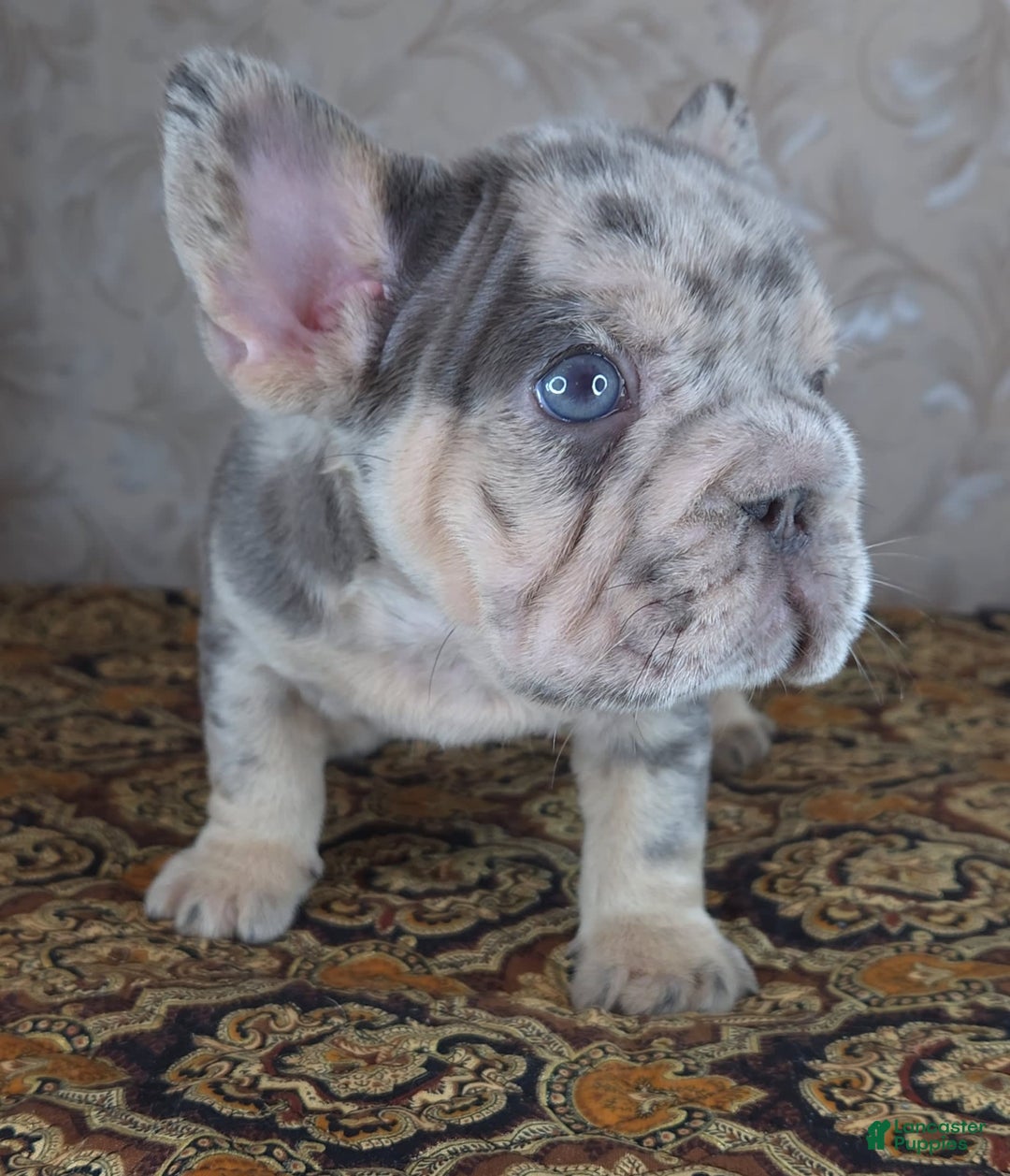 French Bulldog dogs for sale: Tae - Image 7