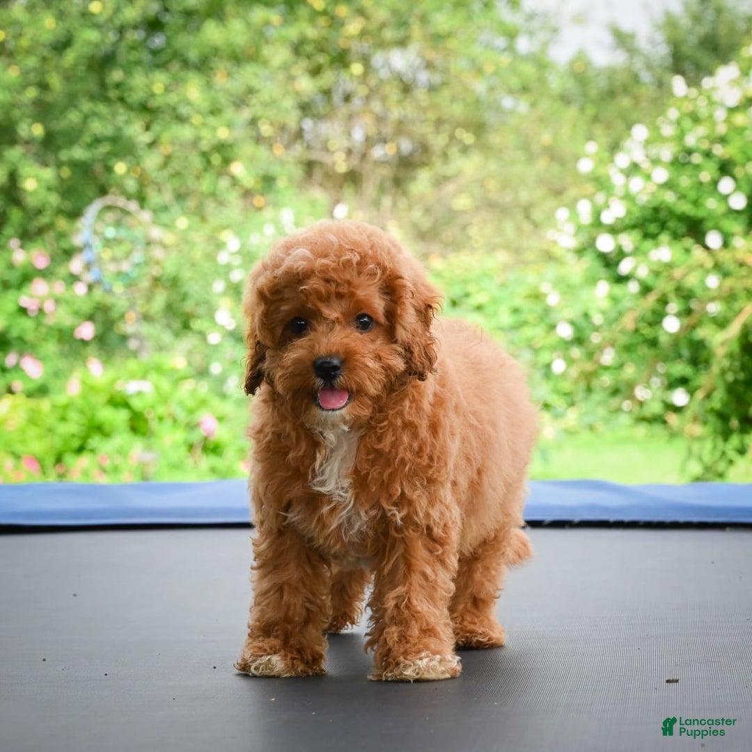 Cavapoo dogs for sale: Chucky - Image 4