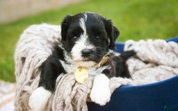 Havanese dogs for sale: Roo - Image 1
