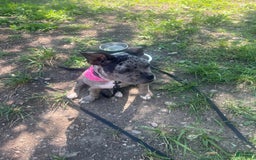 American Bully dogs for sale: Dior - Image 7