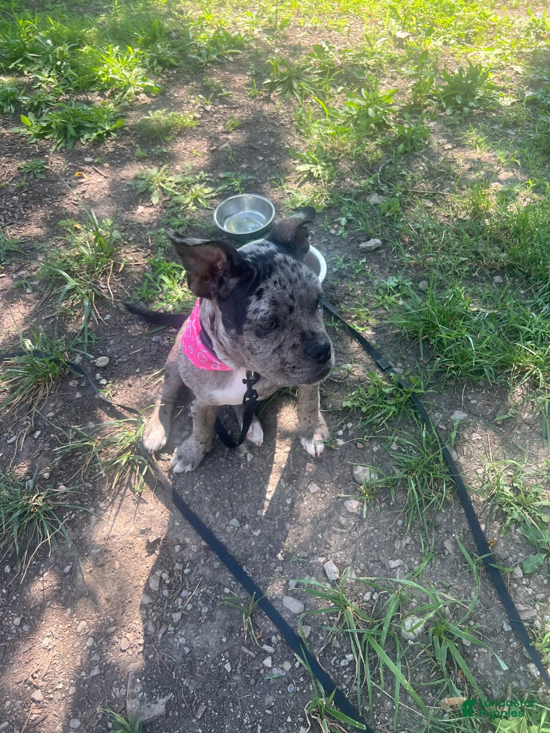 American Bully dogs for sale: Dior - Image 7