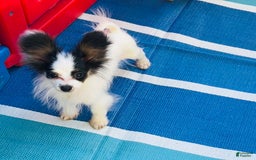 Papillon dogs for sale: CH. Olimpia X Wilder - Image 2
