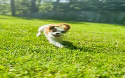 Cavalier King Charles Spaniel dogs for sale: Pinkie - Image 1