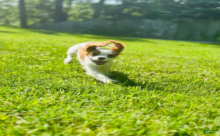 Cavalier King Charles Spaniel dogs for sale - Ad 3