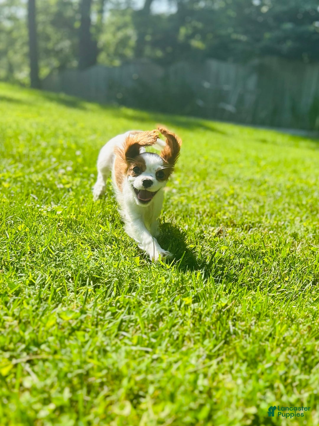 Cavalier King Charles Spaniel dogs for sale: Pinkie - Image 1