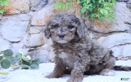 Mini Goldendoodle dogs for sale: Sunflower F1b - Image 6