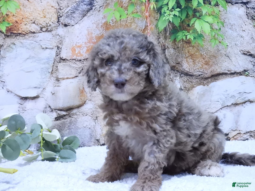 Mini Goldendoodle dogs for sale: Sunflower F1b - Image 6