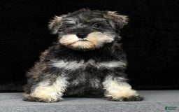 Miniature Schnauzer dogs for sale: Rosemary - Image 9