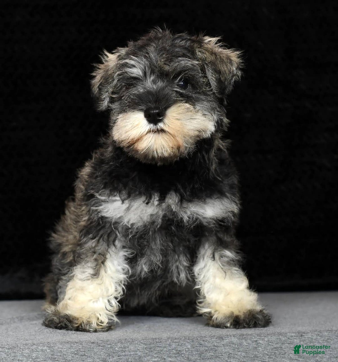 Miniature Schnauzer dogs for sale: Rosemary - Image 9