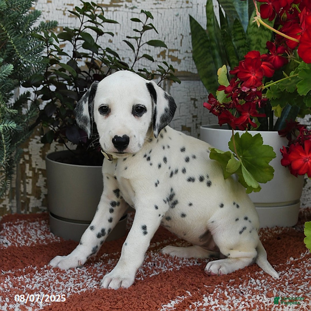 Dalmatian dogs for sale: Sara - Image 5