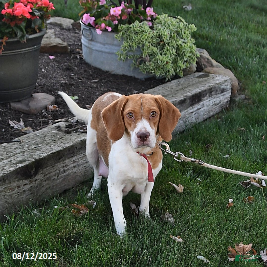 Beagle dogs for sale: Benny - Image 6