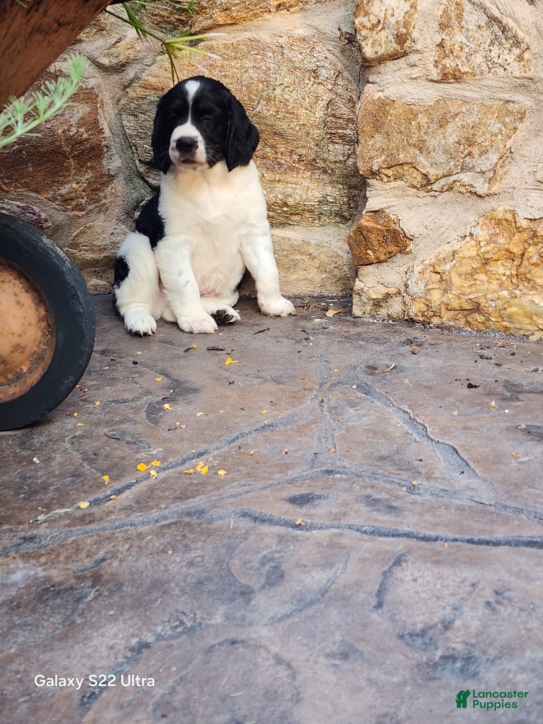 English Springer Spaniel dogs for sale: Eddie - Image 2