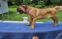 Cane Corso dogs for sale: Coco - Image 3