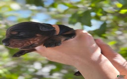 Doberman Pinscher dogs for sale: Brown - Image 9